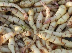 Mashua Tubers