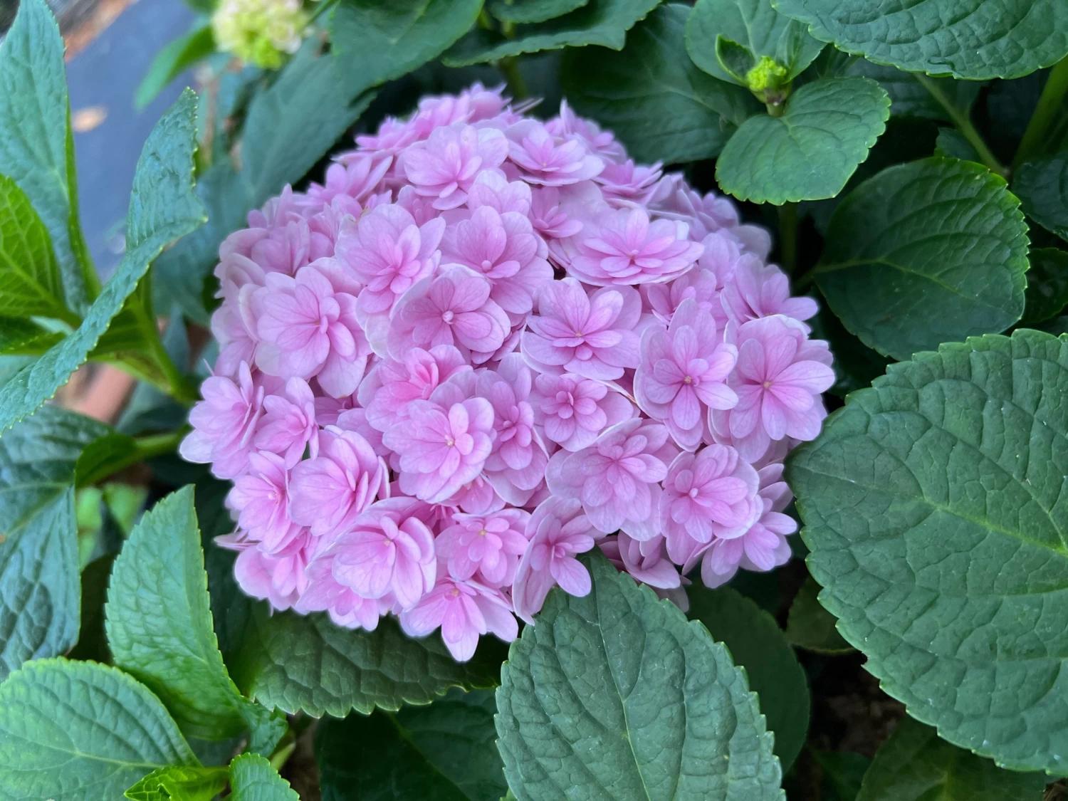 Double Down® Hydrangea - Image 2