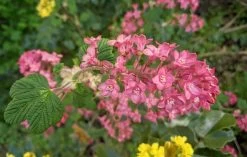 Pokeys Pink Flowering Currant