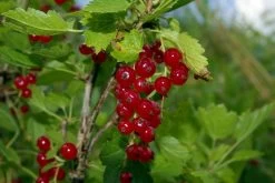 Viking Red Currant