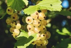 Zitavia Currant