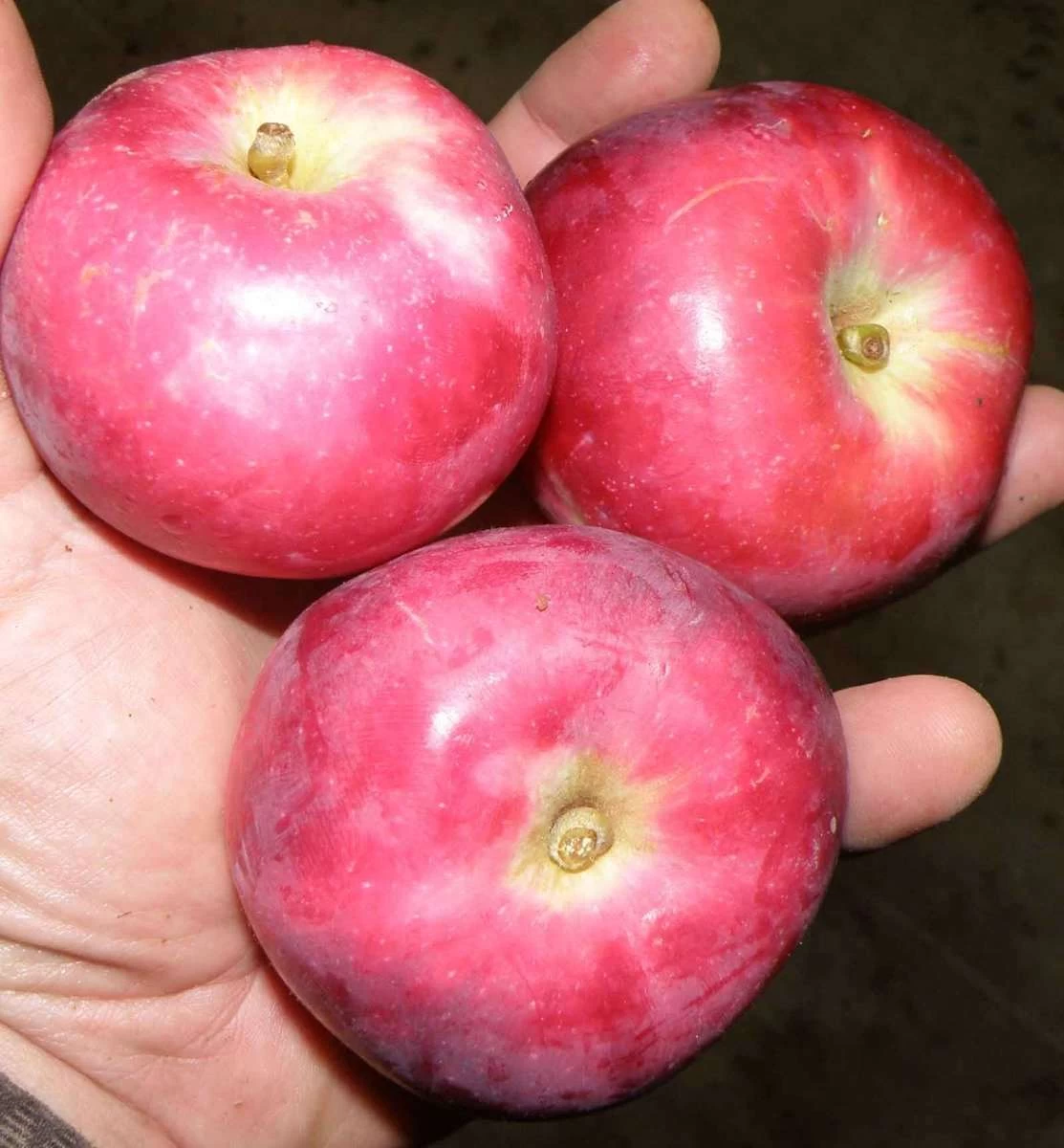 North Pole Columnar Apple - Image 2