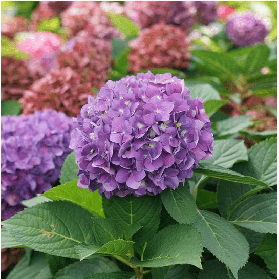 Let's Dance ¡Arriba!® Reblooming Hydrangea - Image 2