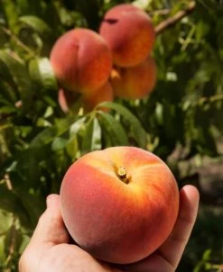Avalon Pride Peach