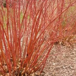 Baileyi Red Twig Dogwood