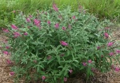 Alpha Miss Ruby Buddleia