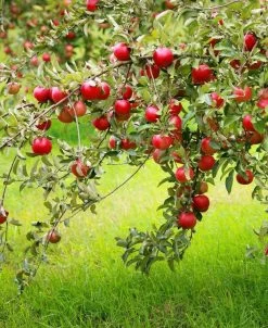 Combo Disease-Resistant Apple (5 Varieties)