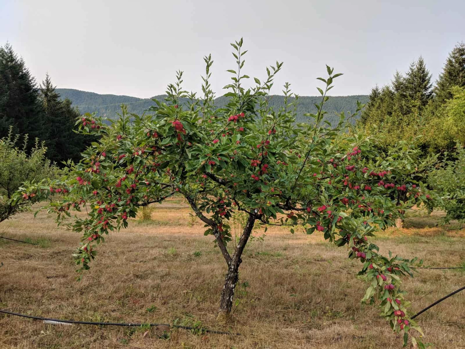 Evereste Crabapple - Image 3