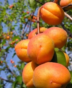 Harglow Apricot