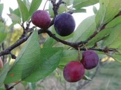 Premier Beach Plum