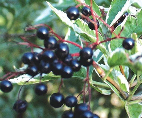 Variegated Elderberry - Image 2