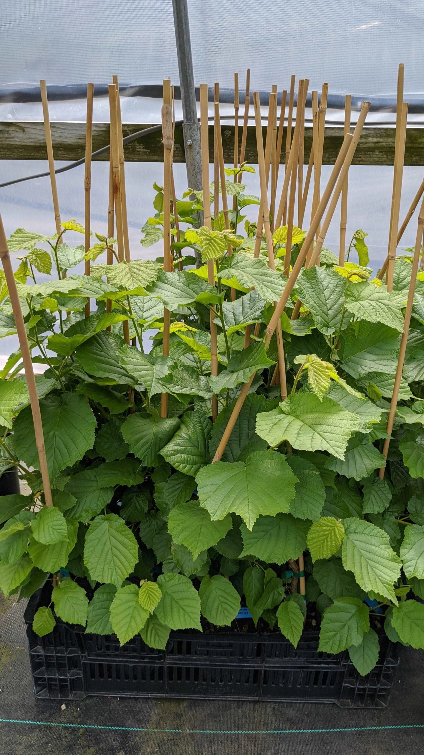 Wepster Filbert Hazelnut