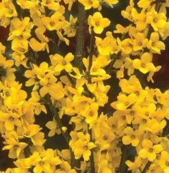 Alpha Gold Tide™ Forsythia