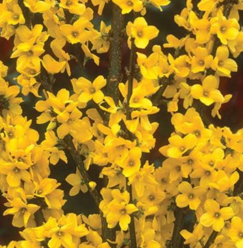 Alpha Gold Tide™ Forsythia