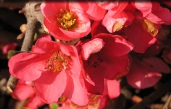 Pink Lady Flowering Quince