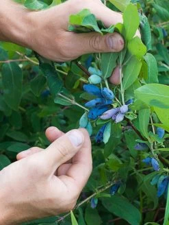 Blue Pacific™ Honeyberry