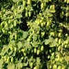 Willamette Hops