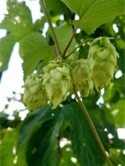 Centennial Hops