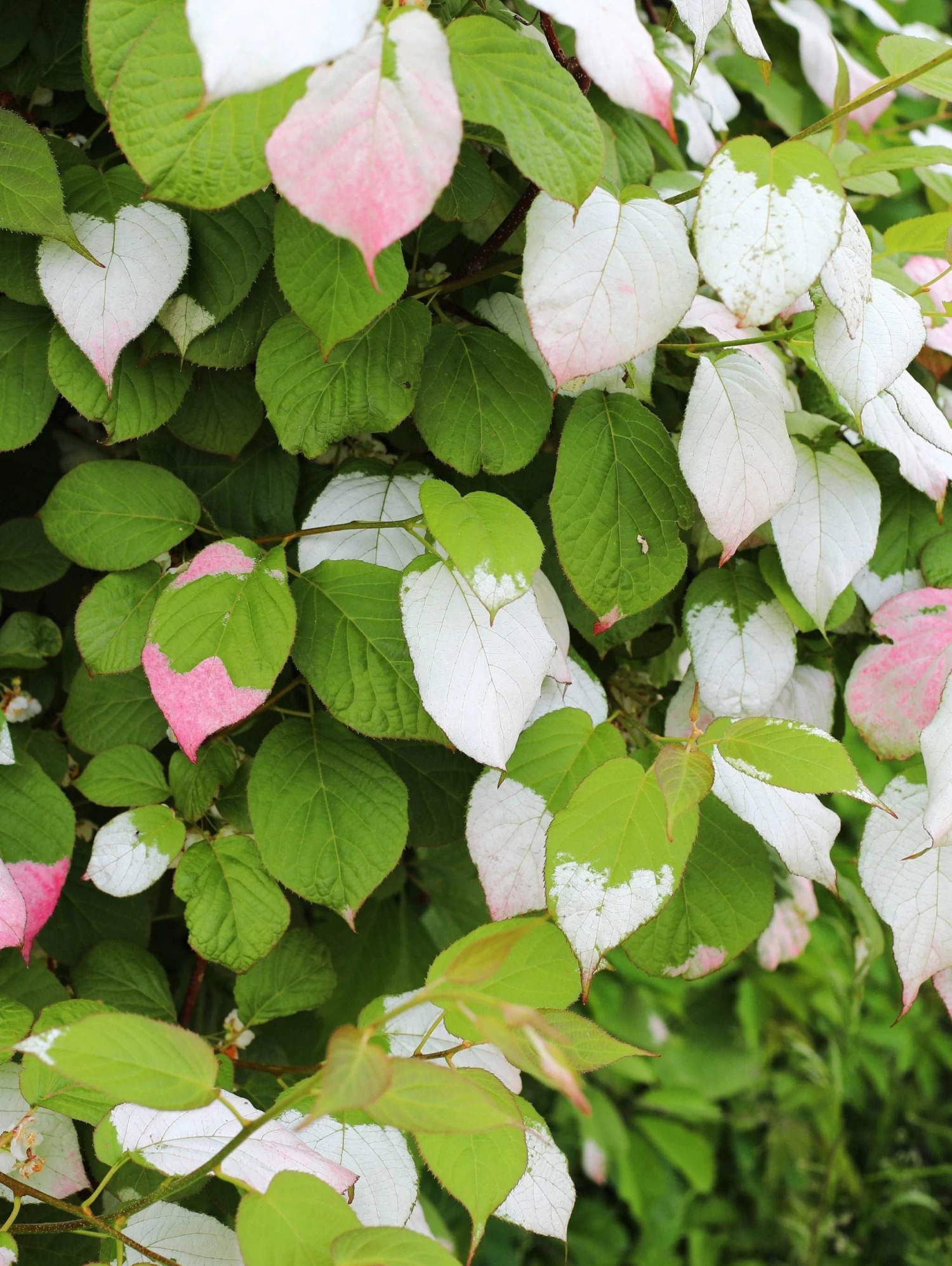 September Sun Kolomikta Female Kiwi