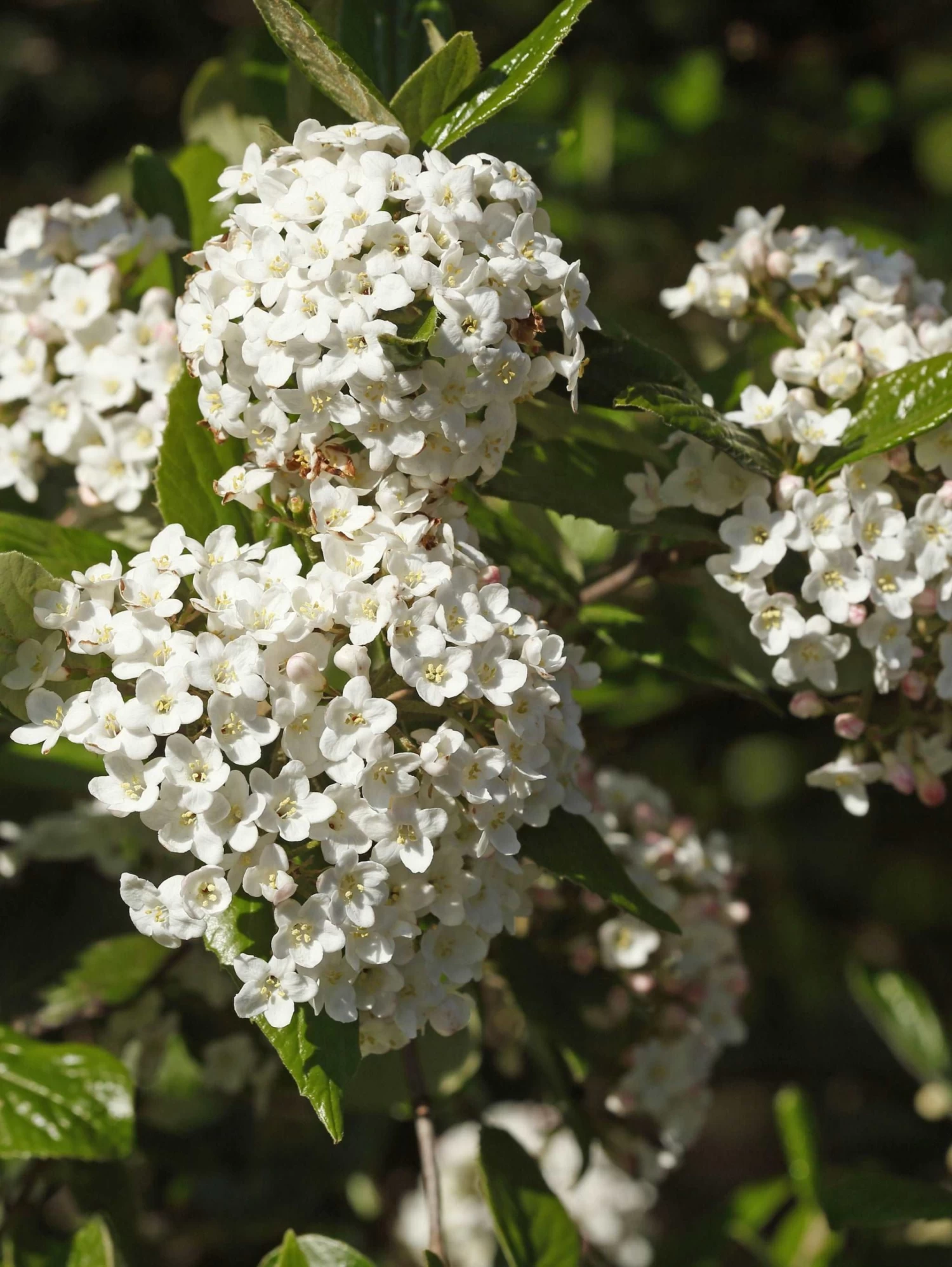 Alpha Burkwood Viburnum
