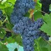 Muscat Of Norway Grape