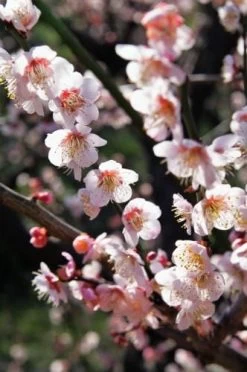 Bungo Flowering Apricot
