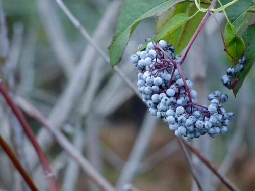 Blue Elderberry