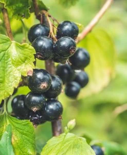 Titania Black Currant