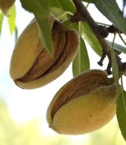 Hall's Hardy Almond