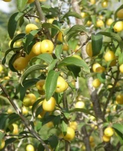 Yellow Fruited Cornus Mas